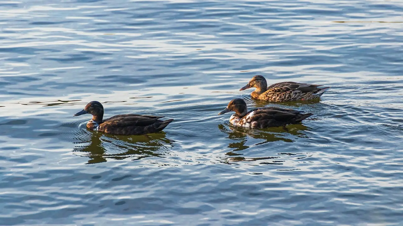 Alle synonymer for Politiker i Krydsord