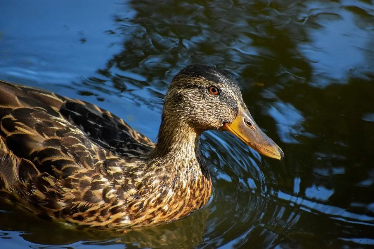 Guides til Asiat i krydsord