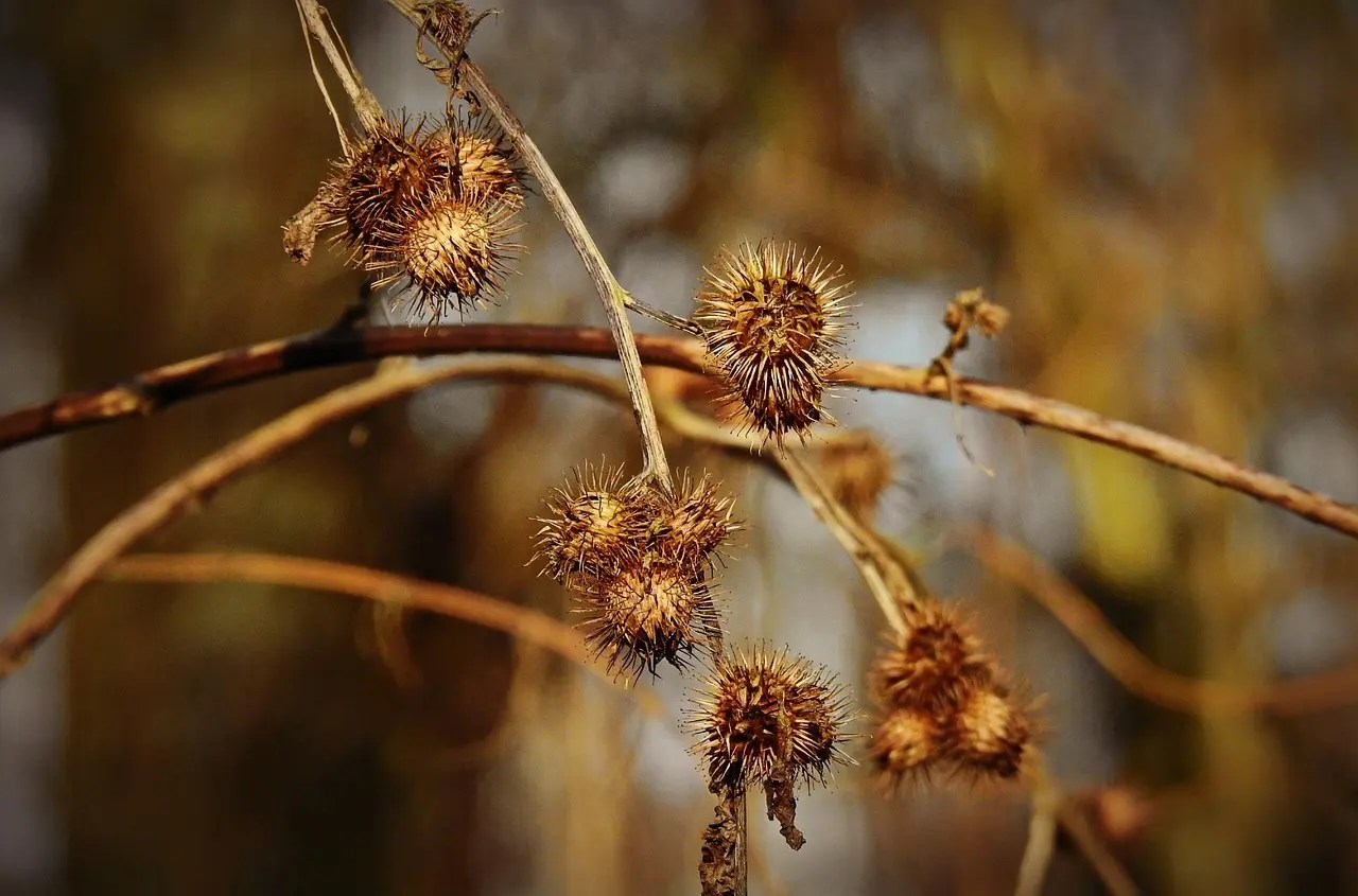 Hvem ringer fra telefonnummer 31218138