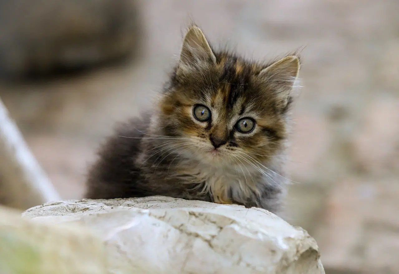 Krydsord løsning: Statsmand