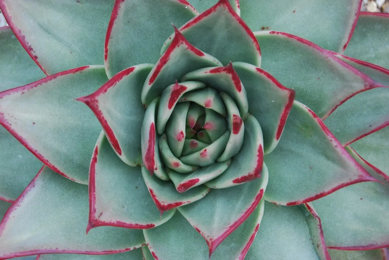 Sådan analyserer du udbytteaktier ved hjælp af payout ratio